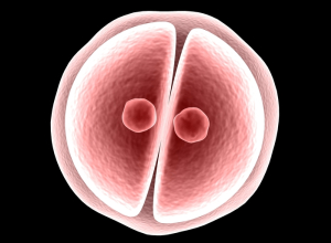 Zdárné provedení chemické operace lidského embrya